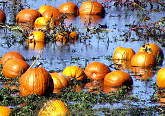 Happy Halloween From Sunny New Jersey!