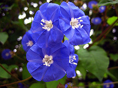 Skyblue Clustervine, Pentantha flower